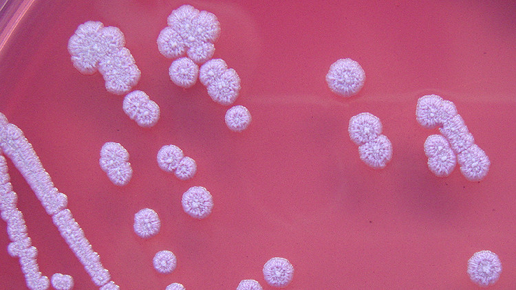 Melioidosi.jpg