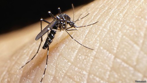 Zika