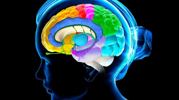 Cervello, scoperto il nuovo gene della memoria