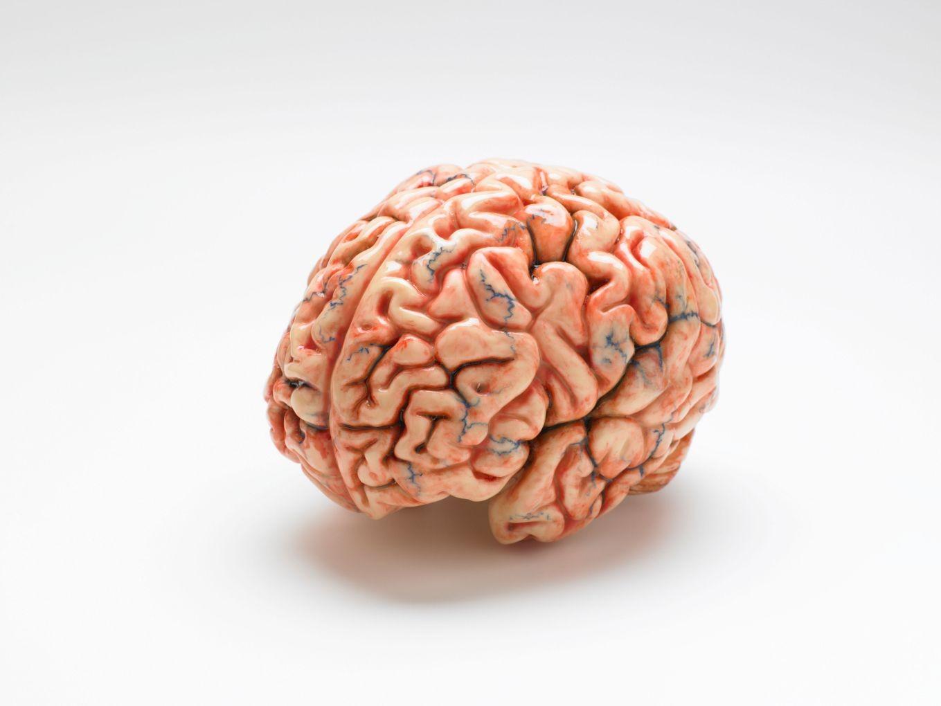 Cervello: può contenere più informazioni di quanto si pensasse