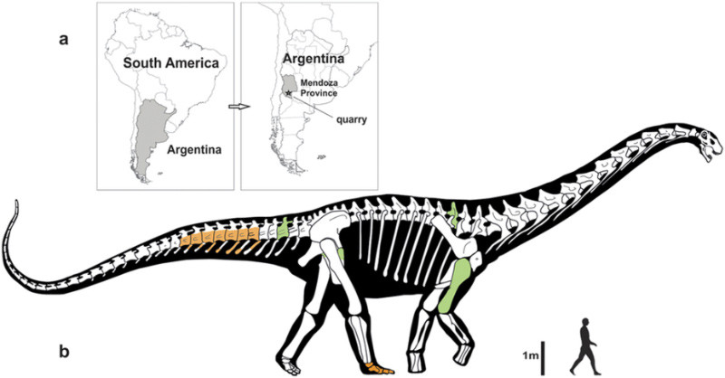 Dinosauro dalle dimensioni spaventose scoperto in Argentina