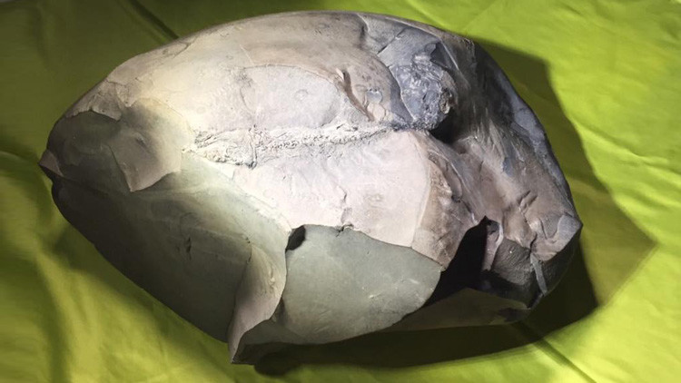 fossile-di-pesce.jpg