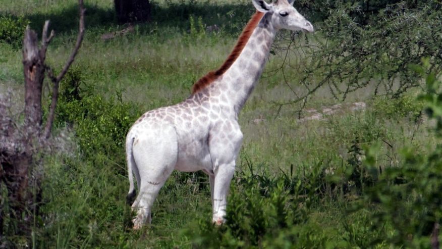 Giraffa bianca avvistata in Tanzania, scatta l’allarme bracconaggio