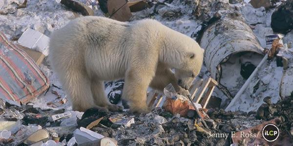 Orsi polari tra la spazzatura: l’emblematica immagine dell’inquinamento