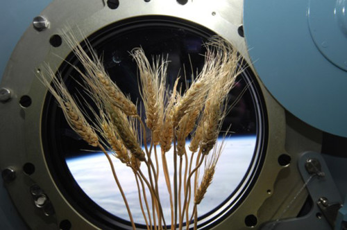 Una serra verrà costruita nella ISS entro il 2017