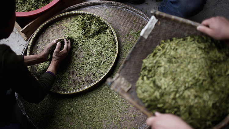 Cina,  scienziati scoprono il thè più antico del mondo