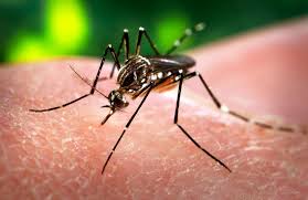 Virus Zika, ecco tutti i rischi per l’Europa