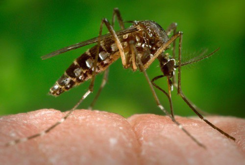 Virus Zika, in Ecuador sconsigliate le gravidanze