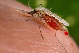 Virus Zika, possibile incremento anche in Italia