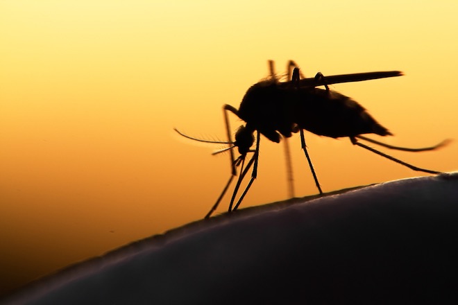 Brasile, in arrivo le zanzare OGM per combattere il virus Zika