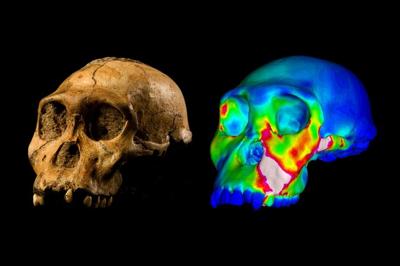 Antropologia: gli antenati dell’uomo non masticavano i cibi duri