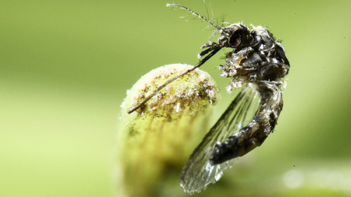 Zika, iniziato lo sviluppo del vaccino contro il virus