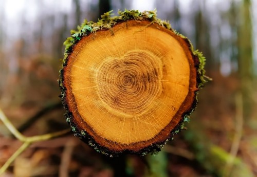 Anelli degli alberi svelano i segreti del clima