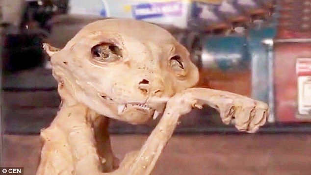 Turchia, il mistero dell’animale mummificato con lunghe zanne
