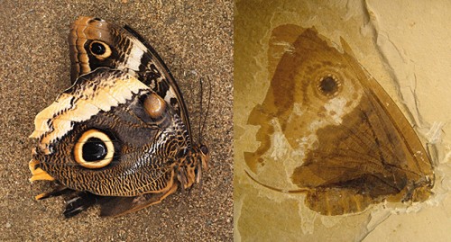 Rinvenuti fossili di farfalle con gli occhi sulle ali
