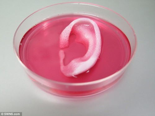 Medicina, creato orecchio umano con la tenica della stampa 3D