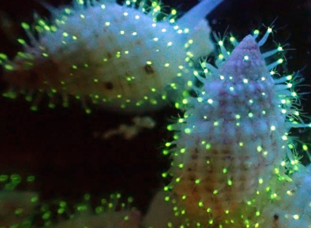 Polipi fluorescenti, la nuova specie animale scoperta nel Mar Rosso
