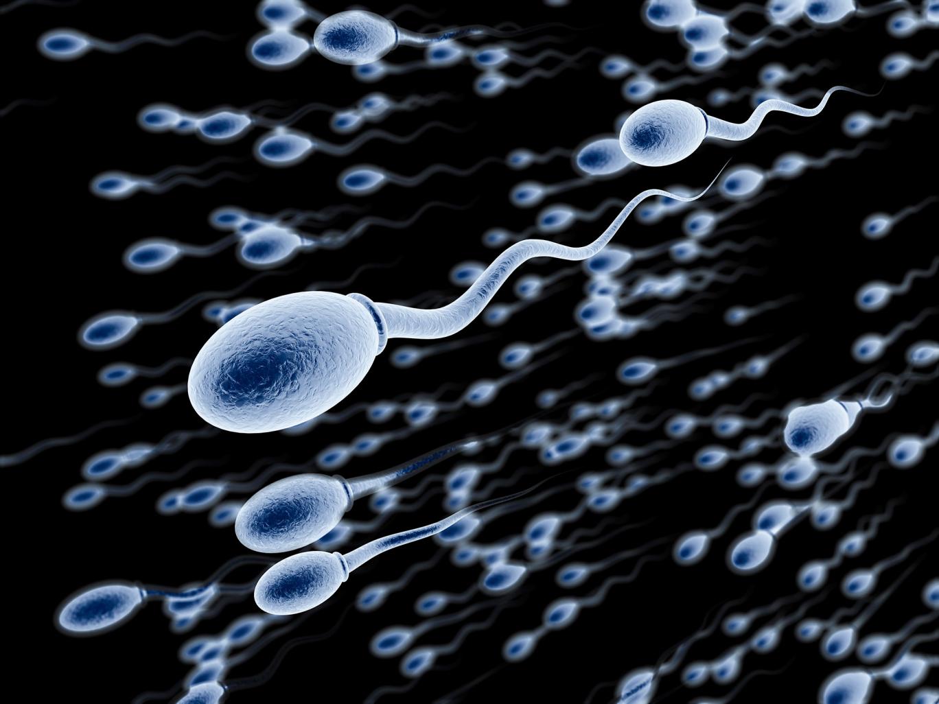 Infertilità maschile: negli ultimi 50 anni si è ridotto del 50% il numero di spermatozoi
