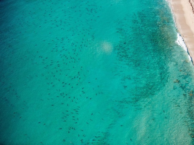 Florida, diecimila squali a pochi metri dalla spiaggia, le incredibili immagini