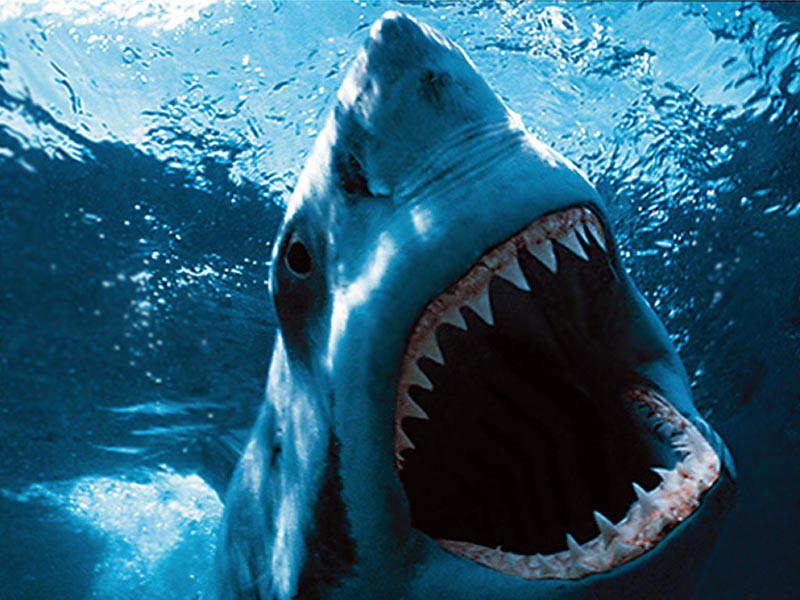 Il segreto per denti eterni è nascosto nelle fauci degli squali