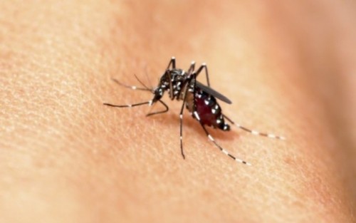 Virus Zika, può causare una regressione dell’evoluzione umana