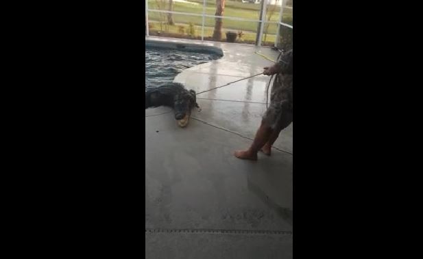 Florida: bolle in piscina, trovano un enorme alligatore