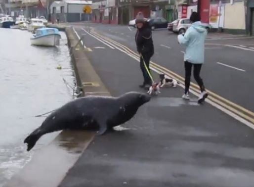 Irlanda: la foca Sammy attraversa la strada ogni giorno per chiedere il pesce