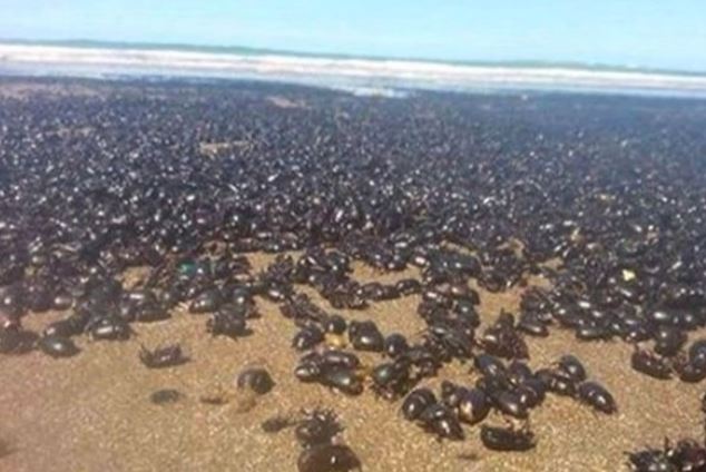 Argentina: spiagge invase dagli scarafaggi, sono milioni