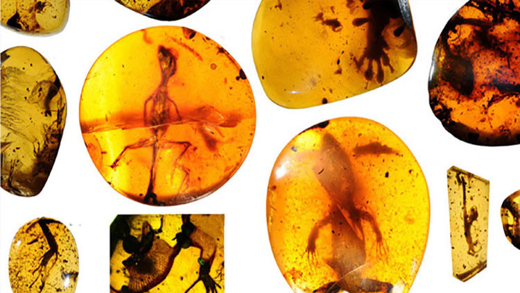Archeologia, rinvenute antiche lucertole intrappolate nell’ambra