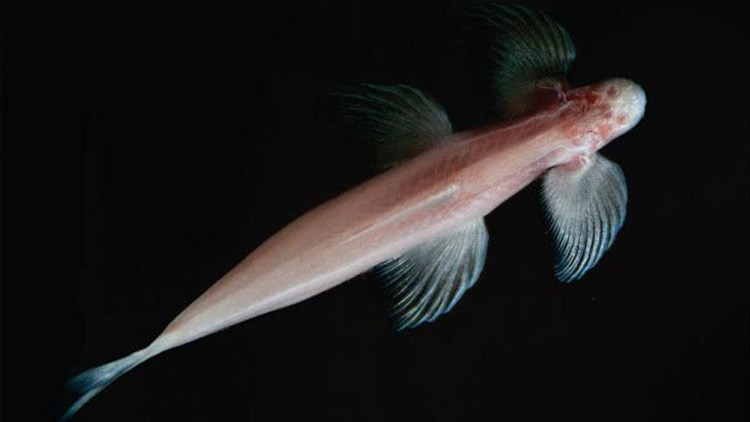 Thailandia, scoperta una rarissima specie di pesce cieco