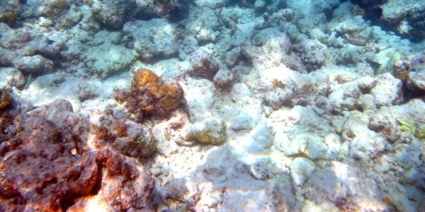 Coralli bianchi: l’allarme degli esperti sull’inquinamento