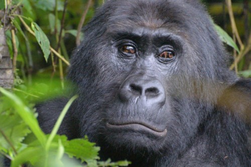 Congo, a rischio estinzione il gorilla più grande del mondo
