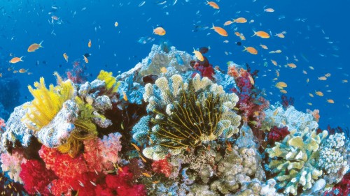 Grande barriera corallina a rischio estinzione, il pericolo è lo sbiancamento