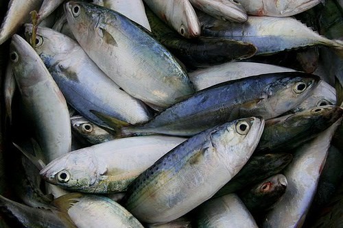 Pesce contaminato: quali effetti ha sulla nostra salute?