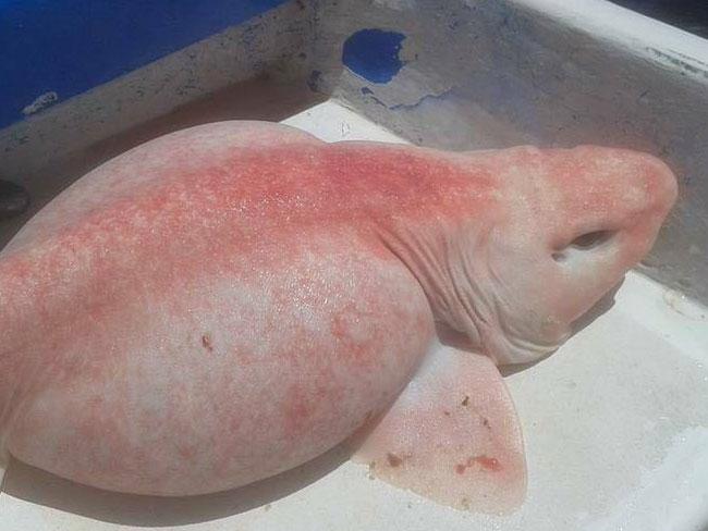 Messico: è mistero circa il ritrovamento di uno strano pesce rosa
