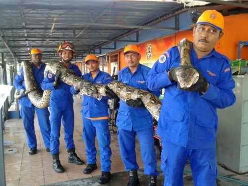 Pitone di 250 chili catturato in Malesia. Le foto del ritrovamento