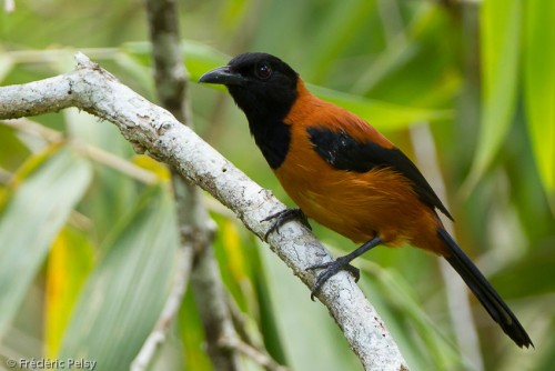 Uccelli velenosi: scoperte sei specie in Nuova Guinea