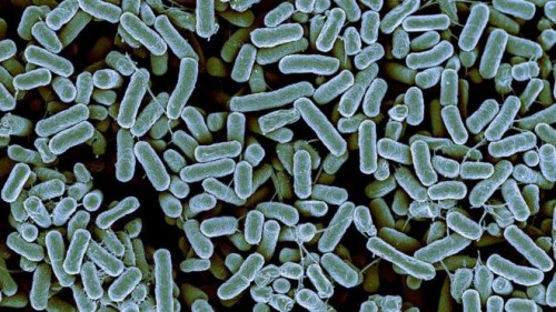 Antibiotici: scoperto batterio resistente ad ogni cura. È allarme