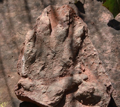 Spagna: scoperta un’impronta di oltre 230 milioni di anni fa