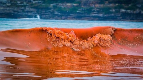 Marea rossa in Cile: migliaia di pesci morti in spiaggia