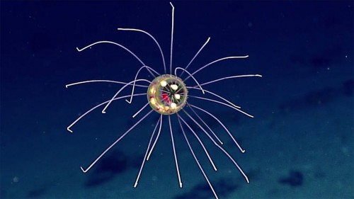 Medusa ‘aliena’ a 3.700 metri di profondità. Le immagini sensazionali