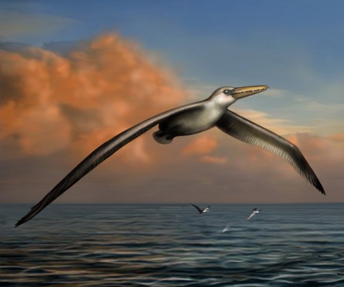 Paleontologia: in Antartide i resti dell’uccello marino più grande mai esistito