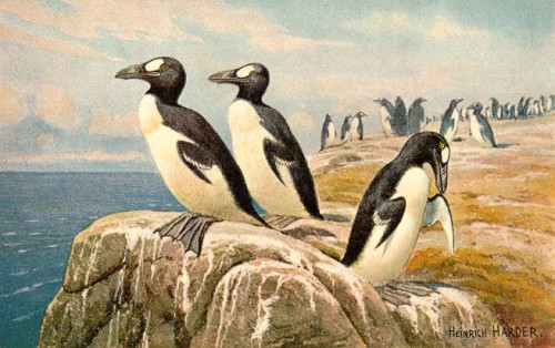 Alca Impenne, il ‘pinguino’ che diecimila anni fa popolava il Salento