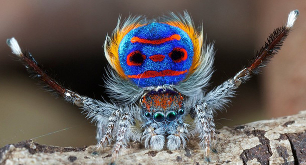 Natura: l’incredibile comportamento dei ragni pavone
