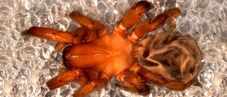 Natura: nuovo gigantesco ragno scoperto in Cile