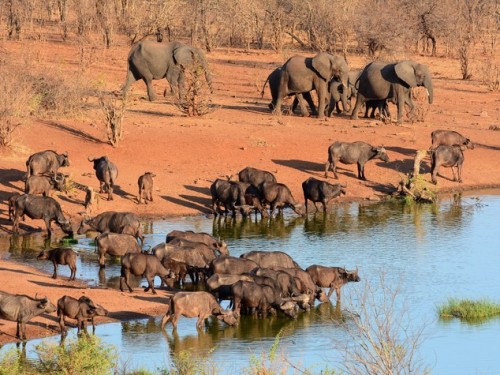 Siccità in Zimbabwe: in vendita gli animali dei parchi naturali