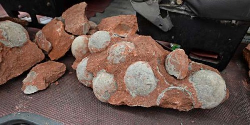 Uova di dinosauro affiorano dal sottosuolo: incredibile ritrovamento in Cina