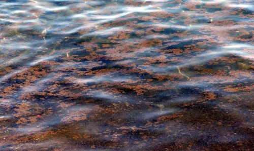 Allarme alga tossica nei mari italiani: come difendersi