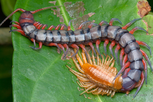 Natura: scoperta nuova specie di scolopendra carnivora e velenosa