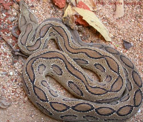 vipera-russel-1.jpg